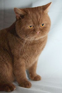 Британский циннамон фото. Циннамон британец. Кошка британская циннамон. Кот британский циннамон  